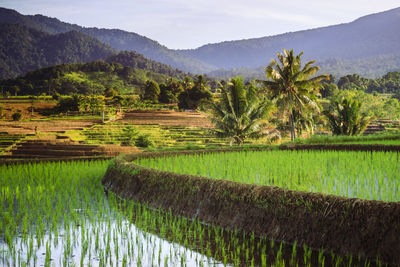 Panoramic views of rice fields in the morning with rice terraces and mountains