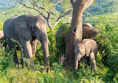 Elephant in the nature reserve hluhluwe national park south africa