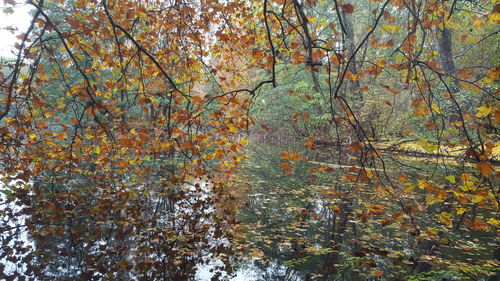 Trees in forest during autumn