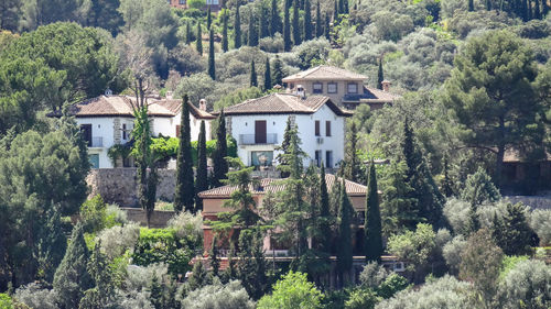 Trees and plants growing outside house in forest