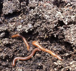 High angle view of lizard