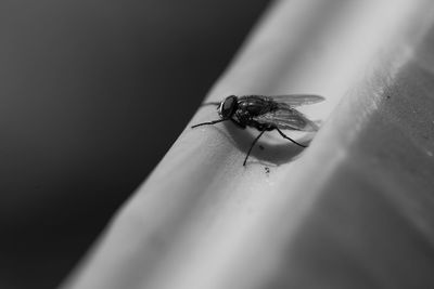 Close-up of housefly on leaf