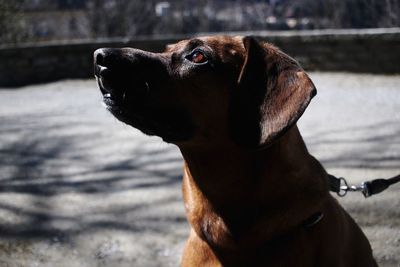 Close-up of dog looking away