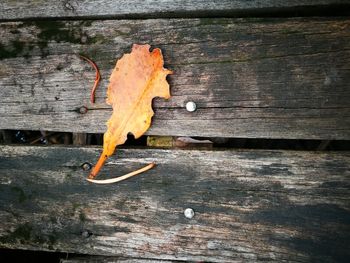 Close-up of dry leaf on wood