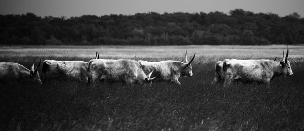 Horses in a field