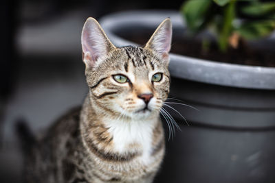 Close-up portrait of tabby cat