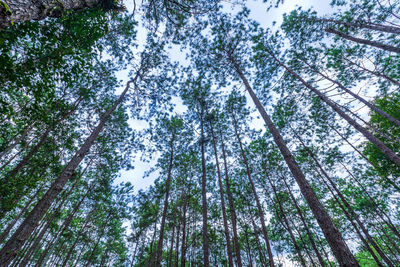 Low angle view of trees in forest