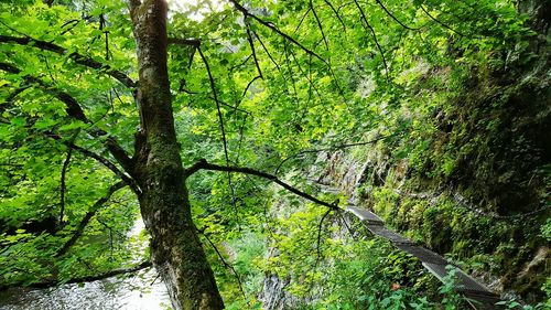 Low angle view of trees