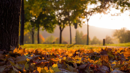 Autumn leaves on field against trees