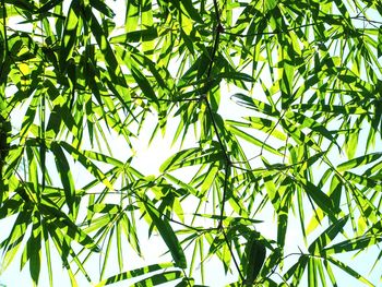 Low angle view of bamboo plant