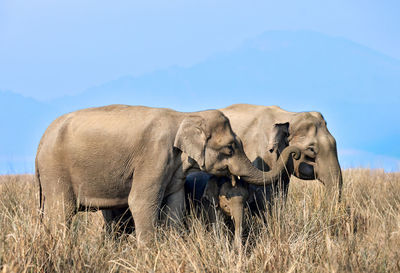 Pair of wild elephants with calf grazing at in jim corbett national park in uttarakhand in india
