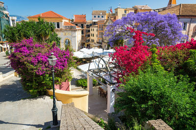 Purple flowering plants by buildings in city