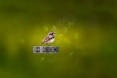 Close-up of bird perching