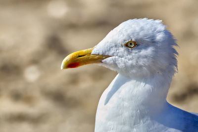 Close-up of seagull