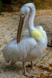 Close-up of bird