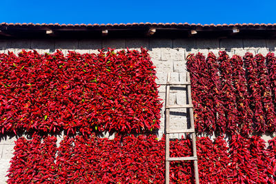 Red chili peppers hanging on building against sky