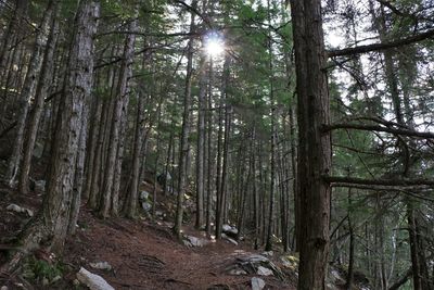 Sunlight streaming through trees in forest