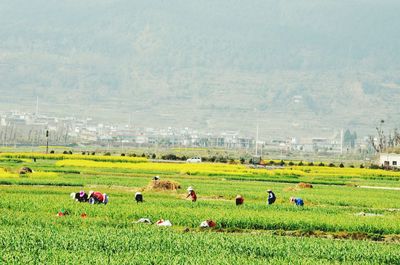 Farm worker in agricultural field