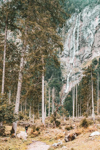 Pine trees in forest