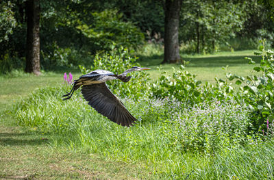 Bird flying over a land