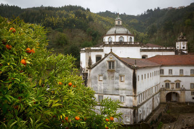 Trees and houses against clear sky