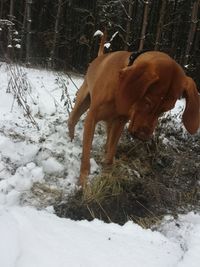 Dog on field during winter