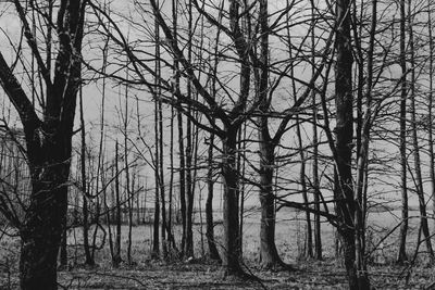 Bare trees in forest