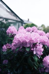 Close-up of pink flowering plant