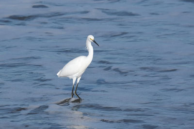 Bird in a sea