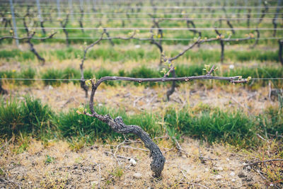 Early shoots on grape vine against blurred vineyard.