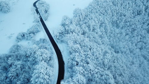 High angle view of snow covered trees