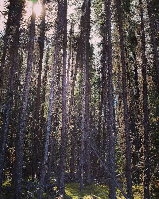 tree, forest, tree trunk, woodland, tranquility, growth, nature, tranquil scene, beauty in nature, scenics, low angle view, branch, sunlight, non-urban scene, outdoors, tall - high, idyllic, day, no people, sunbeam