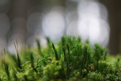 Close-up of plants growing on field