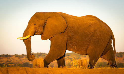 Huge elephant in golden sunset light while on safari in botswana, africa