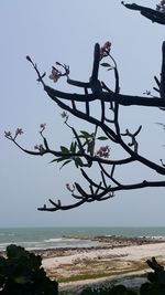 Bird flying over sea against clear sky