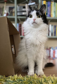 Portrait of white cat