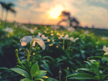 Close-up of flowering plant against sky during sunset