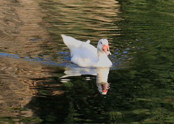 High angle view of duck swimming on lake