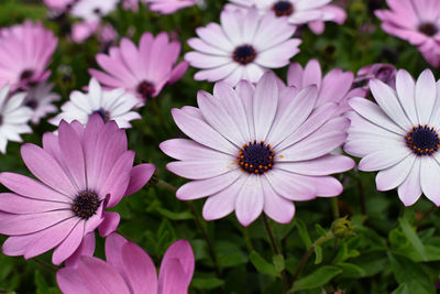 Close-up of pink flowers