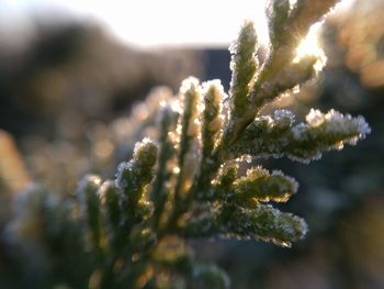 Close-up of snow on plant during winter