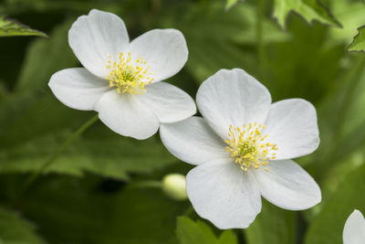 Close-up of white flowers blooming outdoors