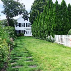 Trees growing in lawn by building