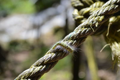 Close-up of millipede