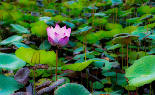 Close-up of lotus water lily