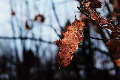 Close-up of dry maple leaves on tree