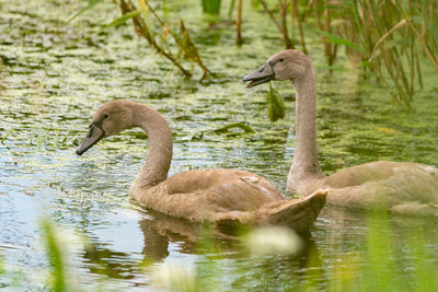 Swan swimming in lake