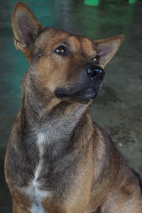 Close-up of dog looking away