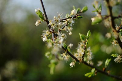 Close-up of flowering plant