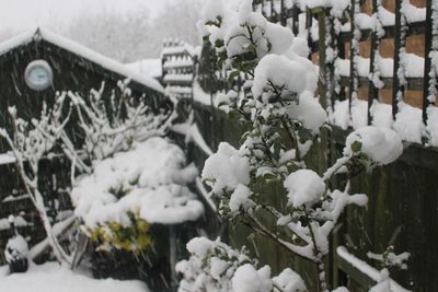 Close-up of snow on plants during winter