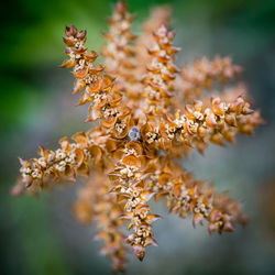 Close-up of wilted plant against blurred background